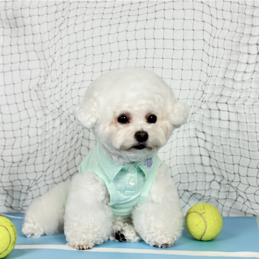 Yuki (White Toy Poodle) wearing the Mint Tennis Polo Tee (Available in 3 Colours) sold at Velymon SG sitting in a Blue Tennis Court