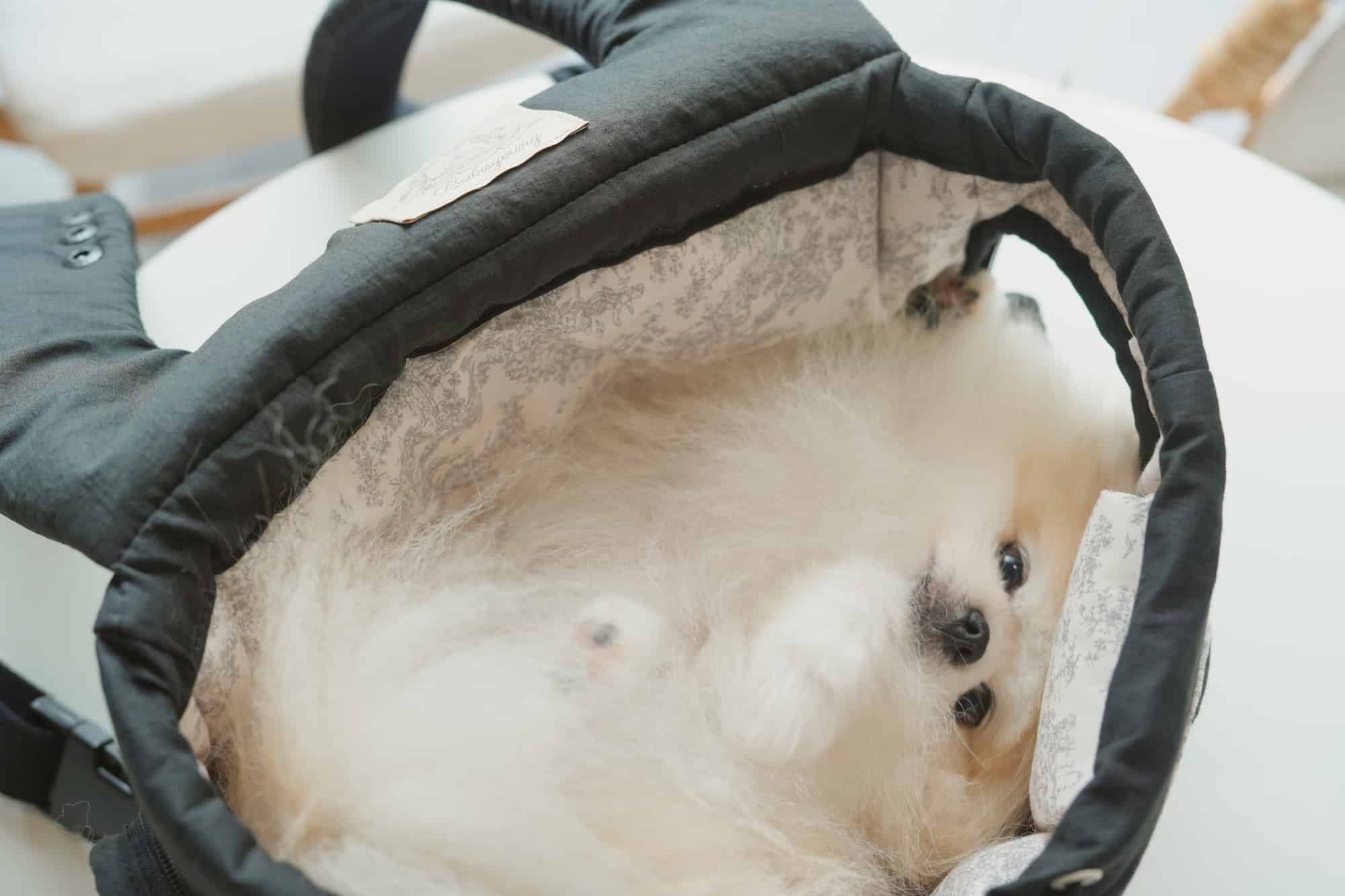 Bebe Front-Carry Pet Carrier