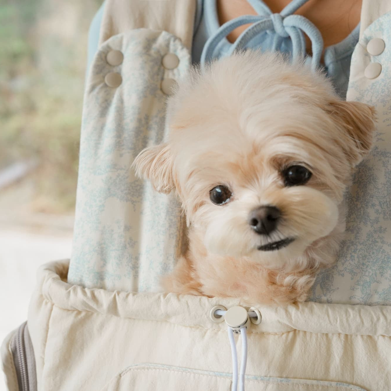 Bebe Front-Carry Pet Carrier