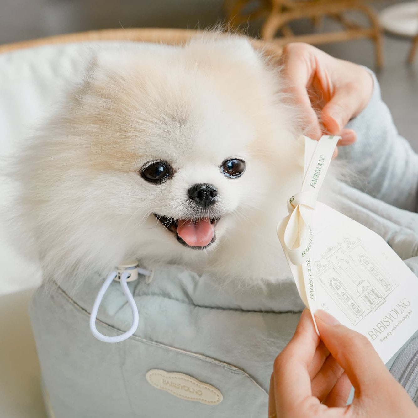 Bebe Front-Carry Pet Carrier