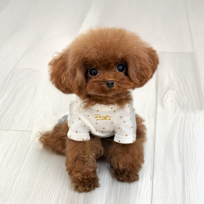 Small cute brown dog, Evie wearing a white shirt with gold polka dots on a light wooden living room floor.