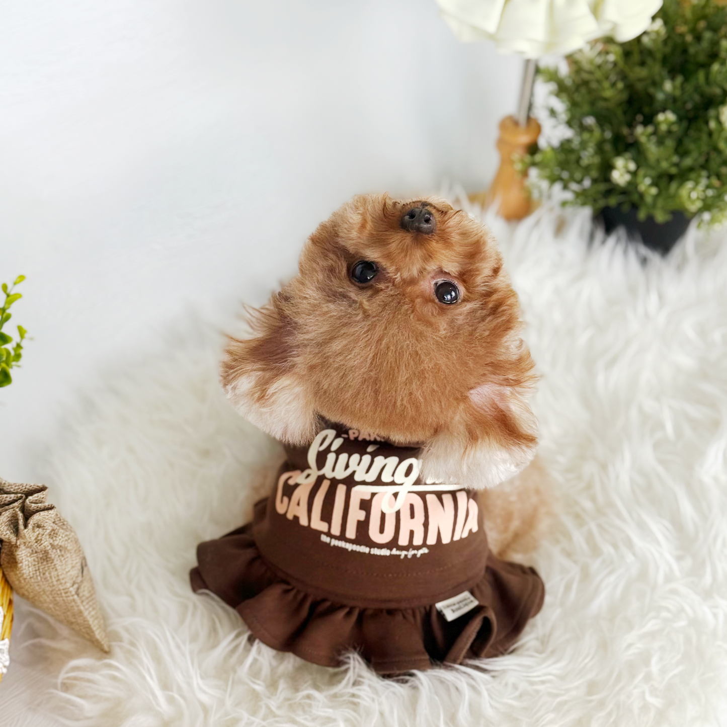 Cali Hoodie Dress Two-Piece Set