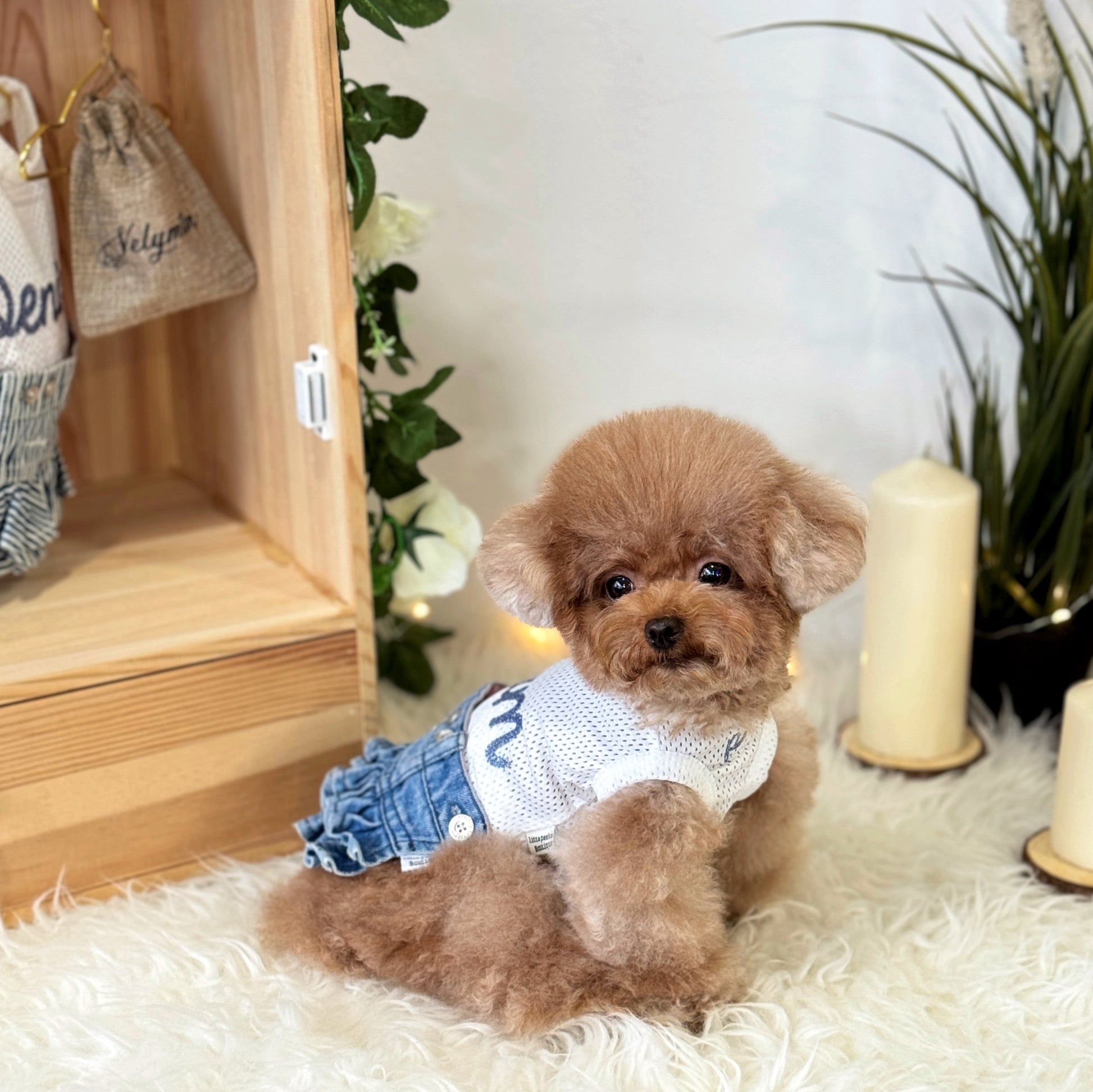 Lilo (Red Teacup Poodle) wearing a highly-breathable, elastic and Interchangeable denim outfit from Velymon SG sitting in a living room setting