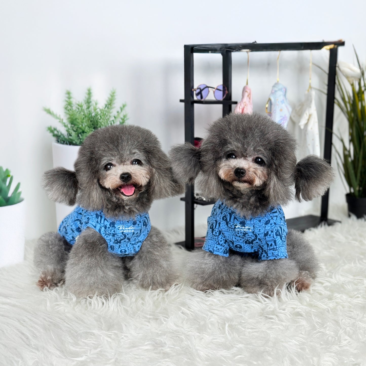 Luna x2 (Silver Teacup Poodle) wearing a dark blue top with dog print pattern - interchangeable Puppy Palooza Sleeveless Tee and Puppy Palooza Short-Sleeved Tee (also available in other designs) sold at Velymon SG, sitting in a changing room setting.