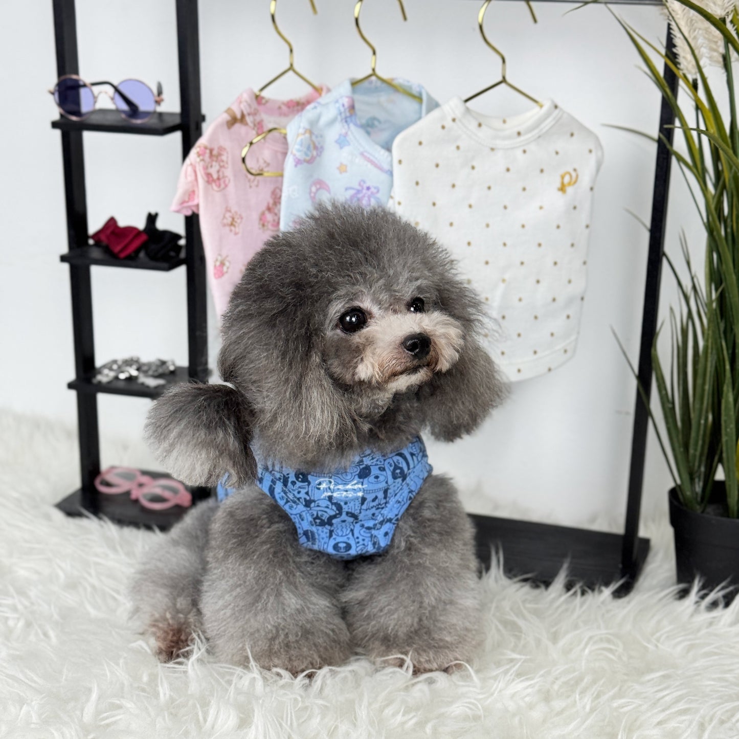 Luna (Silver Teacup Poodle) wearing a dark blue top with dog print pattern - Puppy Palooza Sleeveless Tee (also available in other designs) sold at Velymon SG, in a changing room setting.