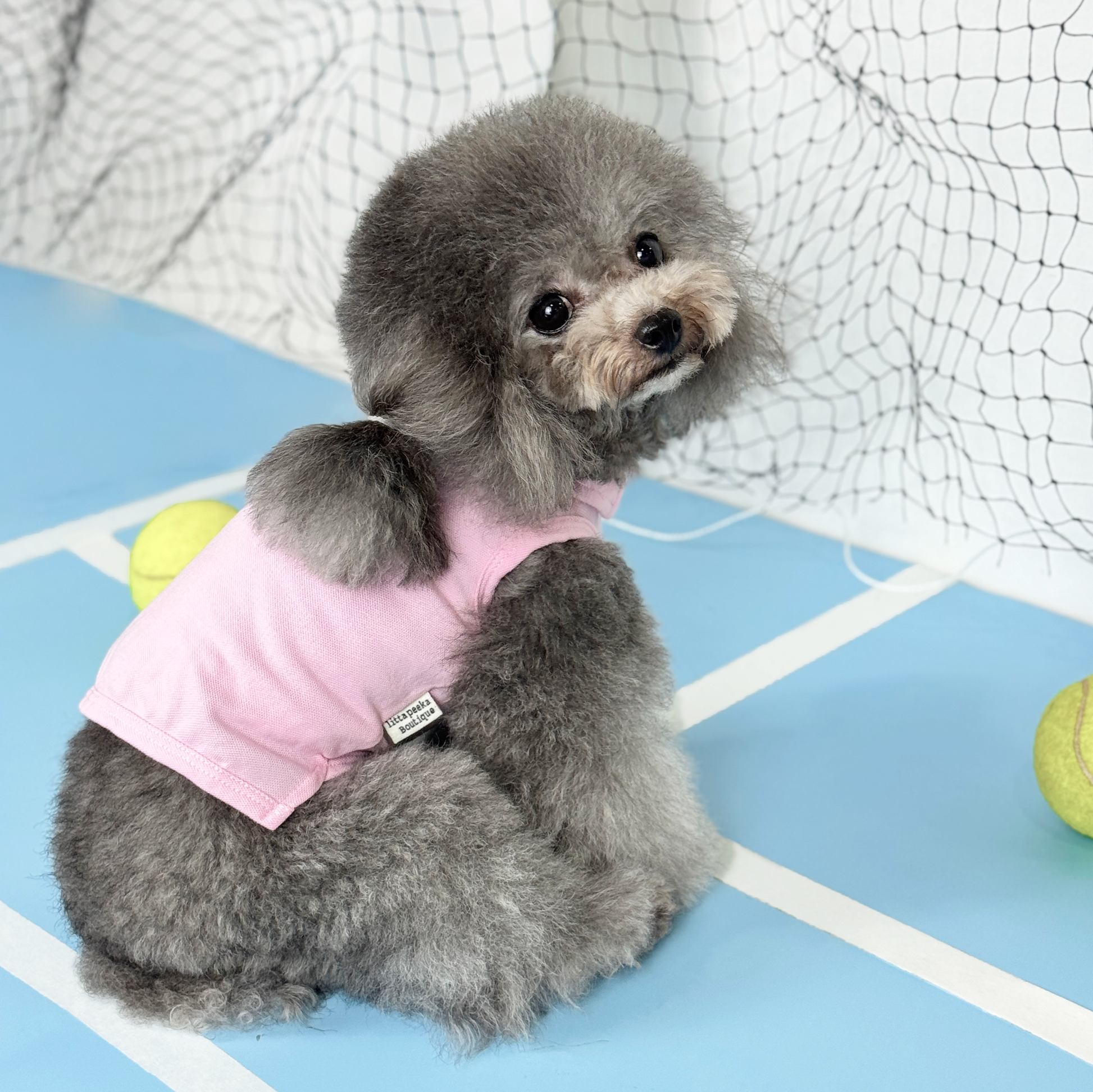 Luna (Silver Teacup Poodle) wearing the Pink Tennis Polo Tee (Available in 3 Colours) sold at Velymon SG sitting in a Blue Tennis Court