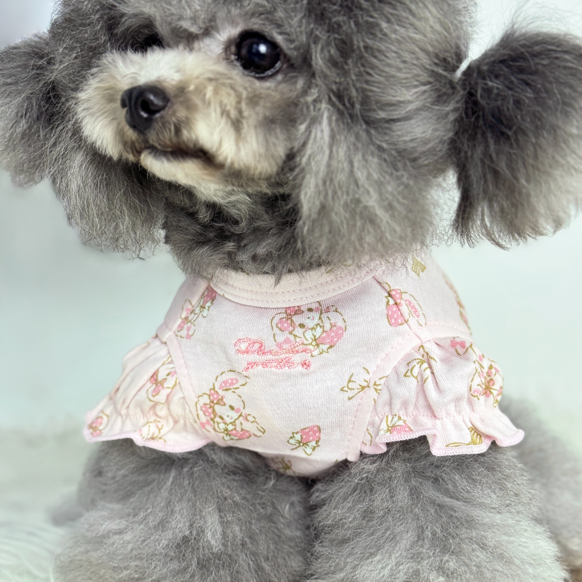 Luna (Silver Teacup Poodle) wearing the Puffy Bunny Love Interchangeable Tee (Available in Other Designs) sold at Velymon SG