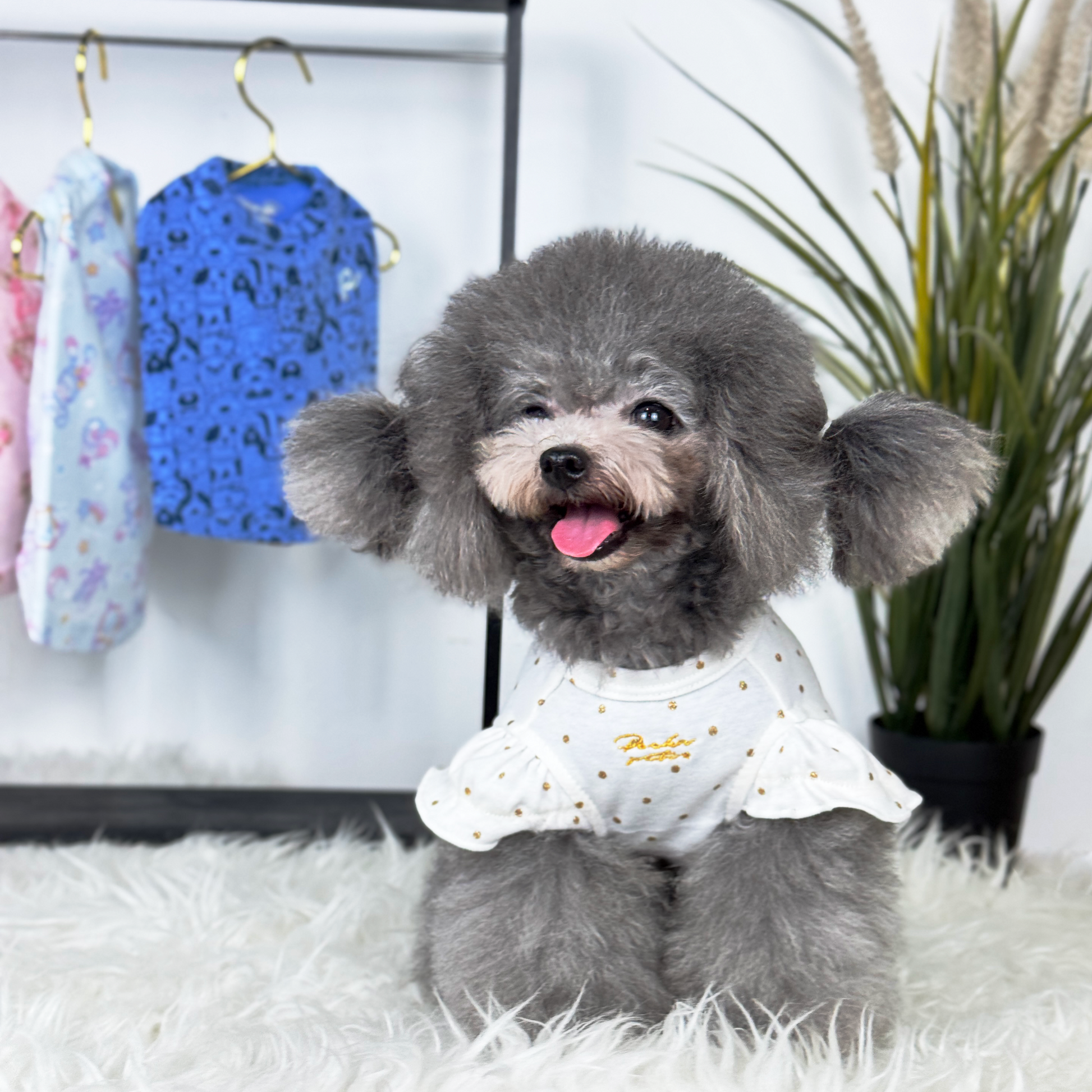 Luna (Silver Teacup Poodle) wearing the Puffy-Sleeved Gold Speckles Tee (Available in more Designs) sold at Velymon SG in a changing room setting