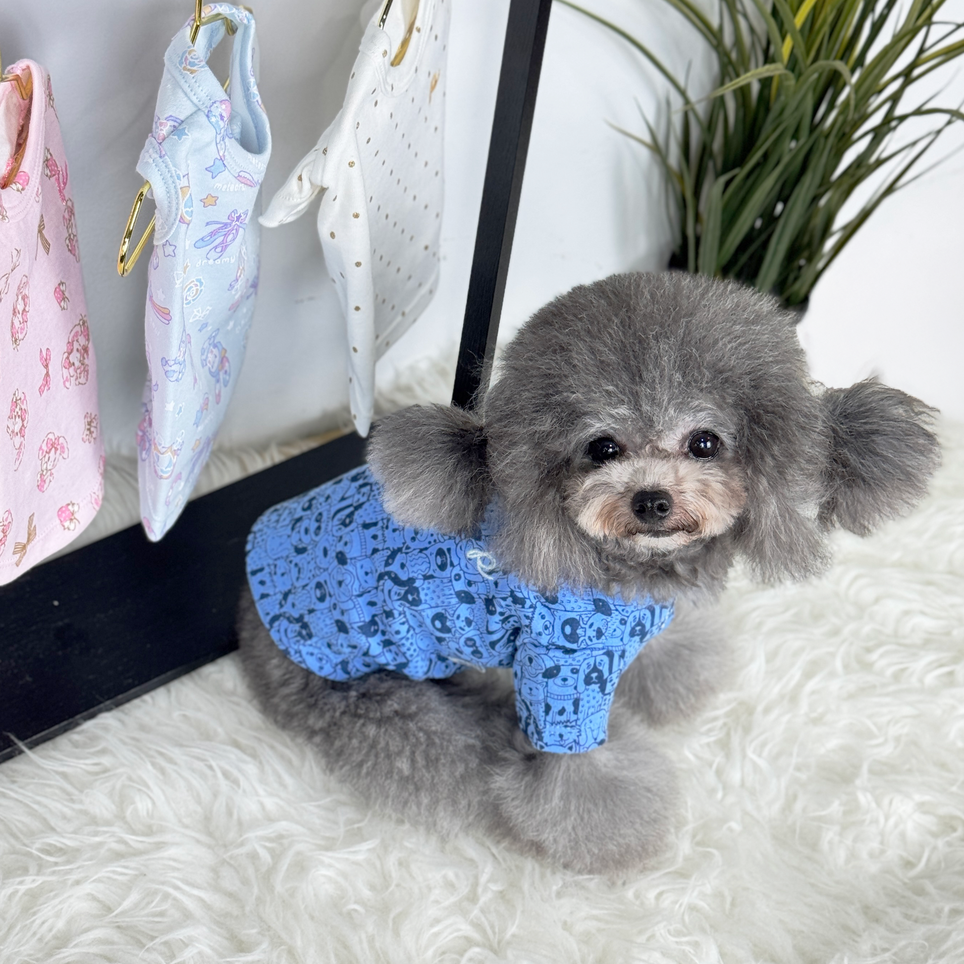 Luna (Silver Teacup Poodle) wearing the Blue Puppy Palooza Tee (Available in other designs) sold at Velymon SG sitting in a Changing Room