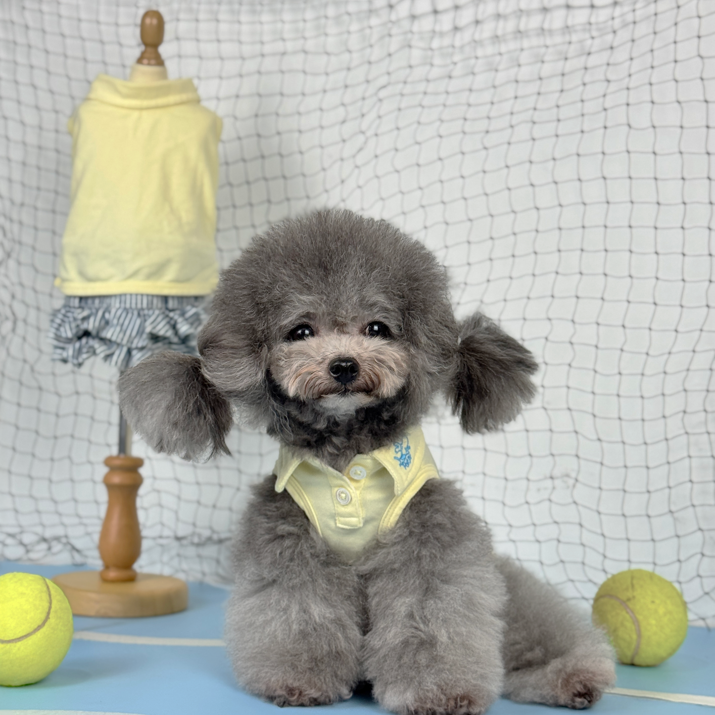 Luna (Silver Teacup Poodle) wearing the Yellow Tennis Polo Dress (Available in 3 Colours) sold at Velymon SG sitting in a Blue Tennis Court