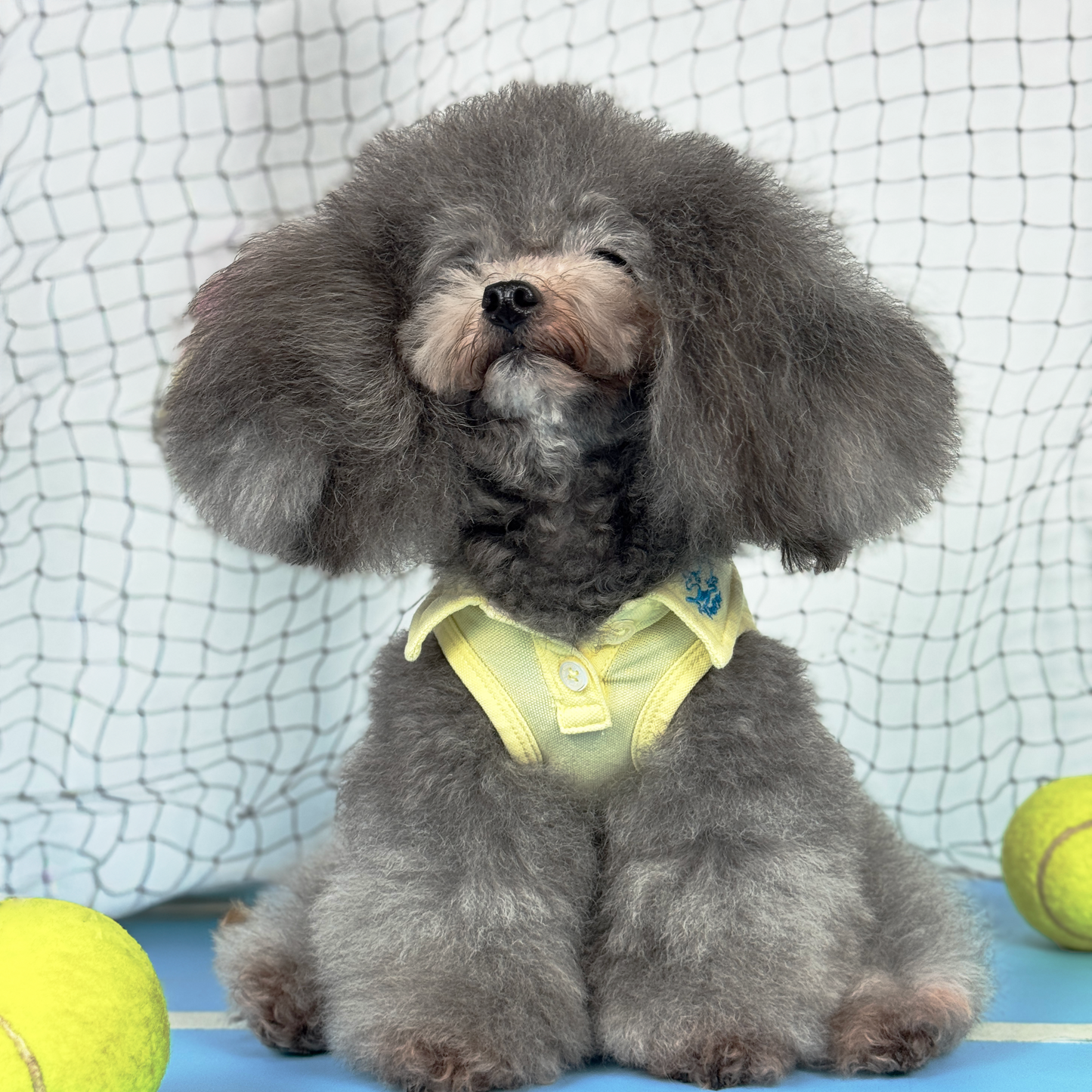 Luna (Silver Teacup Poodle) wearing the Yellow Tennis Polo Tee sold at Velymon SG sitting in a Blue Tennis Court