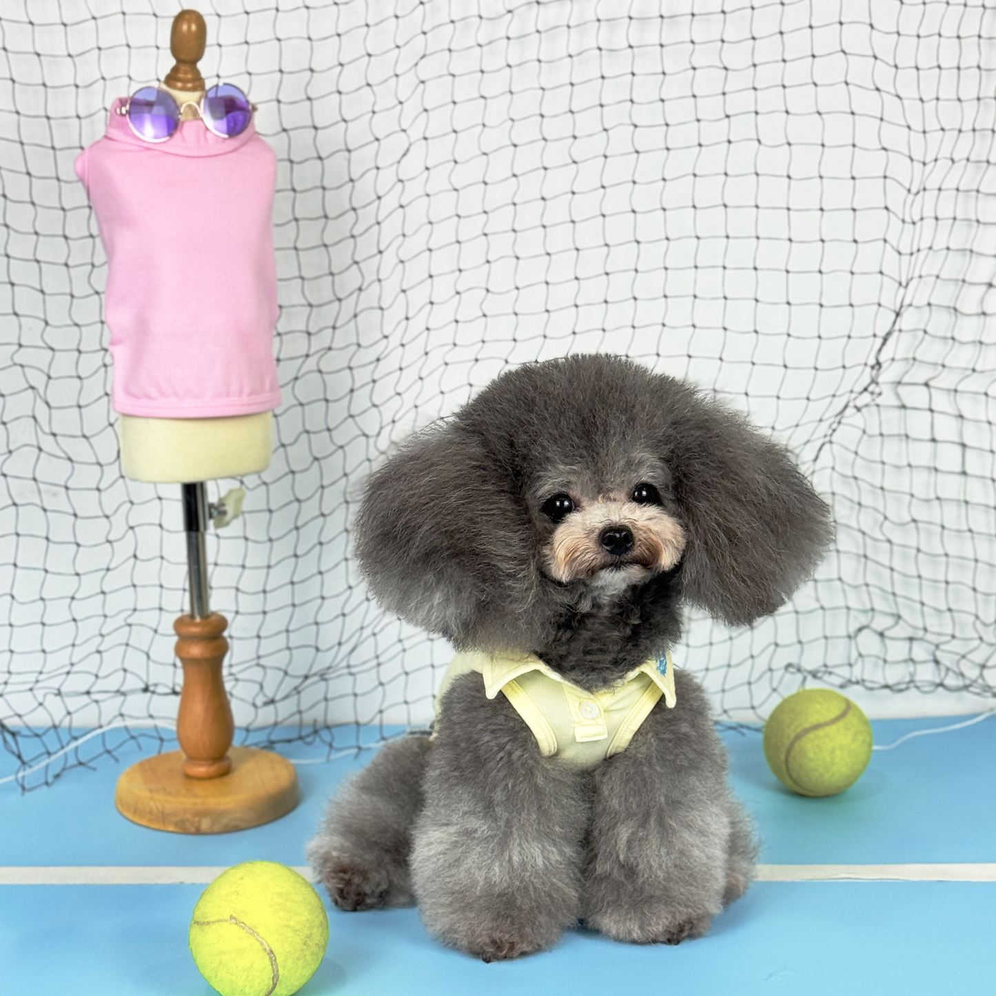 Luna (Silver Teacup Poodle) wearing the Yellow Tennis Polo Tee (Available in 3 Colours) sold at Velymon SG sitting in a Blue Tennis Court
