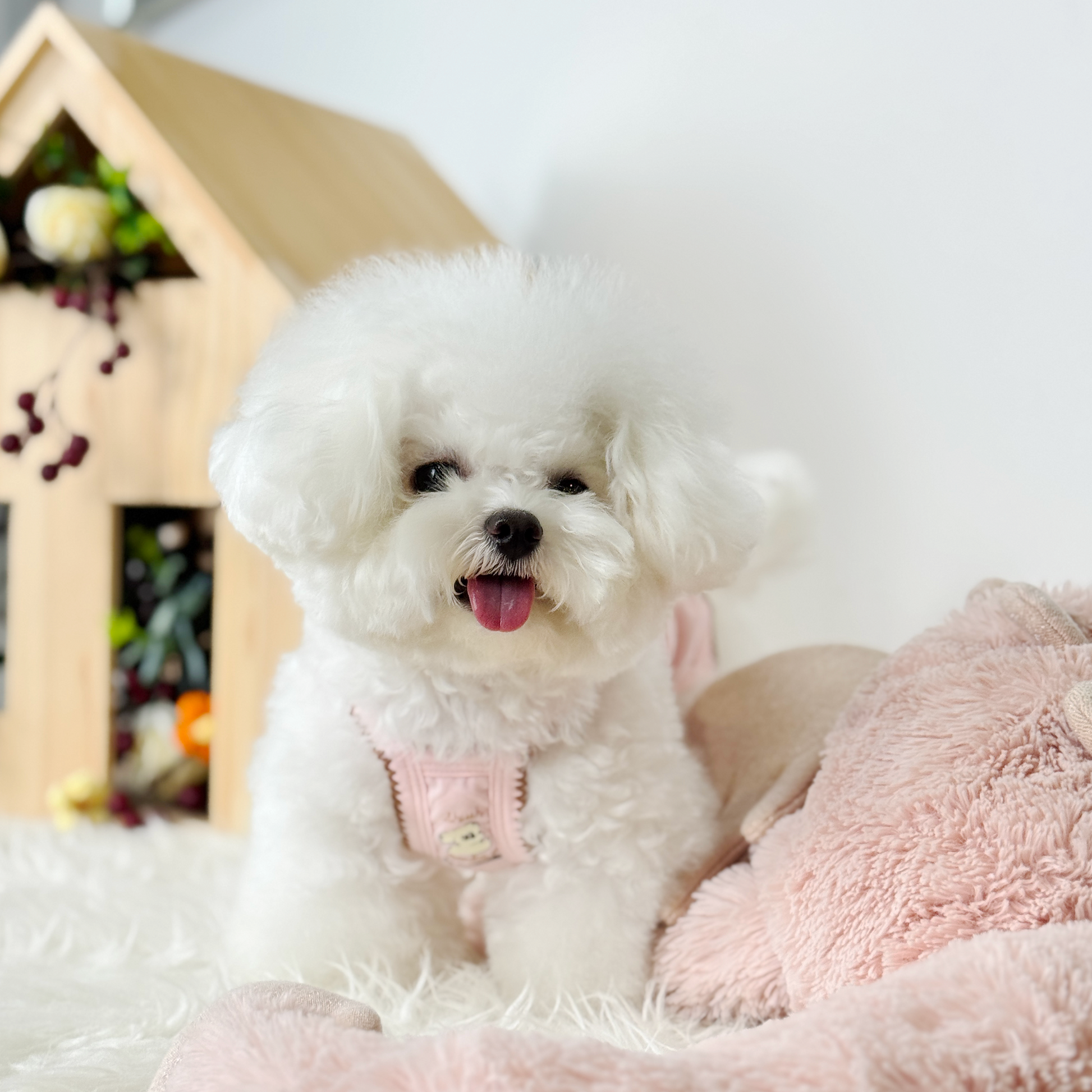 Mochi (Teacup Bichon) wearing a cozy, pink Sleeveless Singlet top - 520 Chingu Top (Available in 4 Colours) sold at Velymon SG.