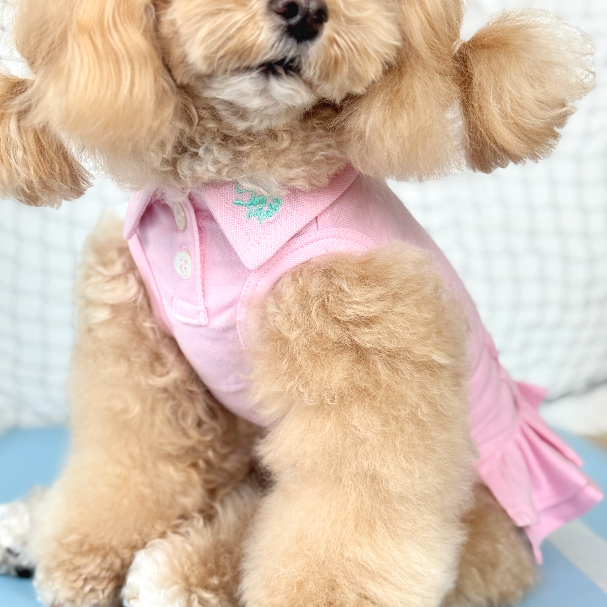 Mui Mui (Apricot Tiny Toy Poodle) wearing the Pink Tennis Polo Dress (Available in 3 Colours) sold at Velymon SG sitting in a Blue Tennis Court