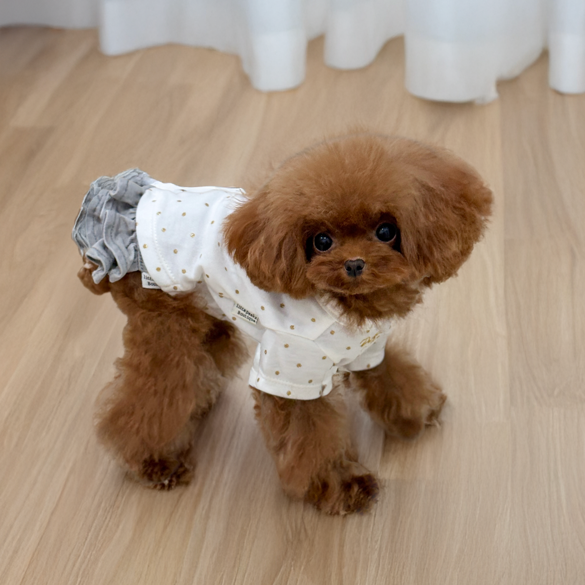 Cute Small brown dog wearing a white outfit with gold polka dots on a wooden Living room floor.