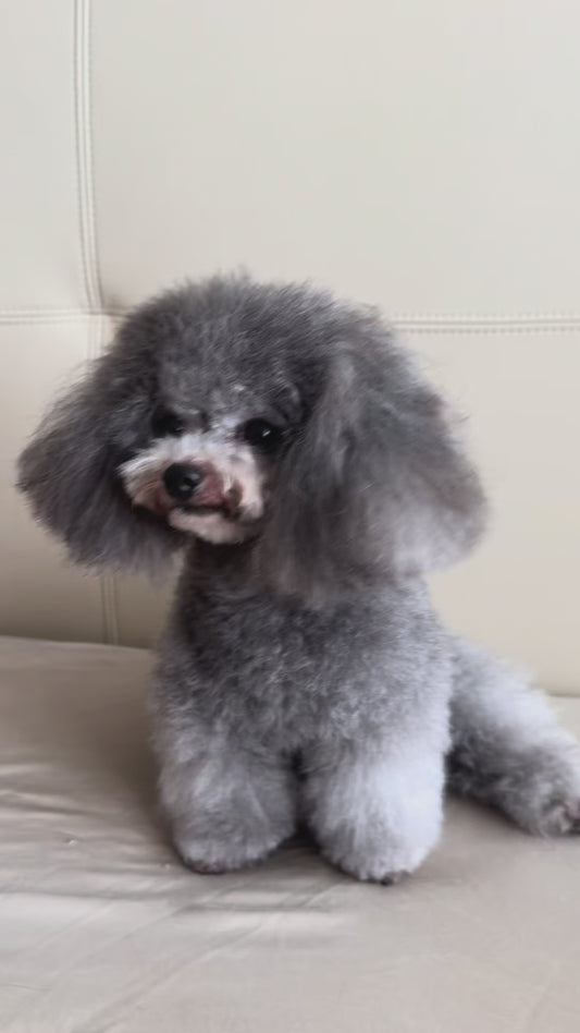 Natural Pet Cleanser